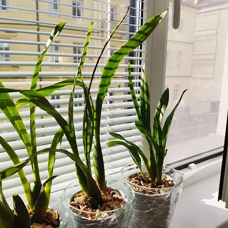 Brand New Place In The Centre Apartment *