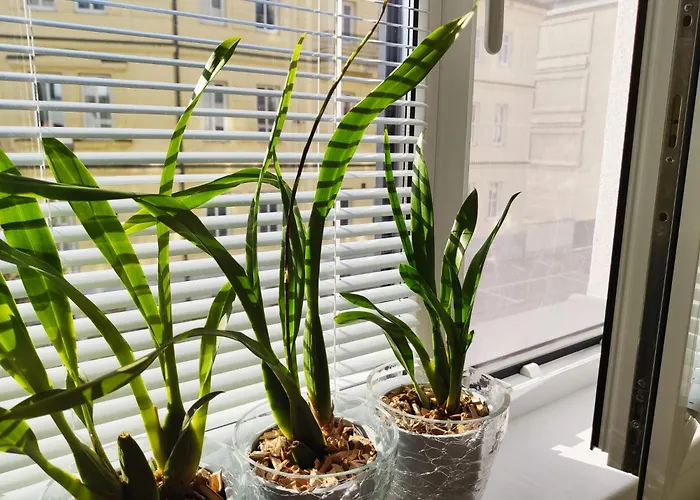 Brand New Place In The Centre アパート *